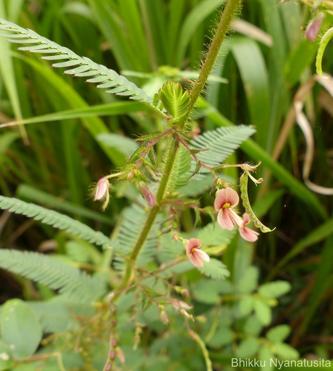 Aeschynomene americana L.